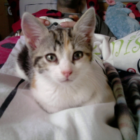 Photo #203406 de Ficelle