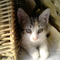 Photo #203409 de Ficelle
