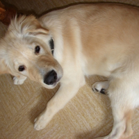 Photo #203432 de Snoopy