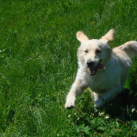 Photo #203481 de Cheyenne