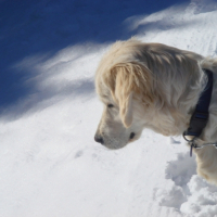 Photo #203486 de Cheyenne