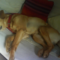 Photo #203487 de Kickers