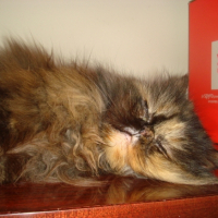 Photo #203497 de Lola