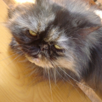 Photo #203504 de Lola