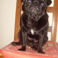 Photo #203507 de Diego