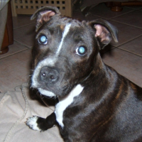 Photo #203522 de Démon