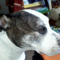 Photo #203565 de Bouba