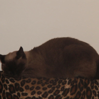 Photo #203593 de Zita