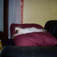 Photo #203611 de Eclipse