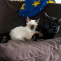 Photo #203616 de Eclipse