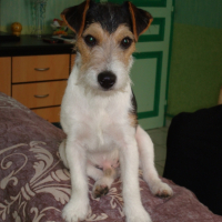 Photo #203662 de Diesel