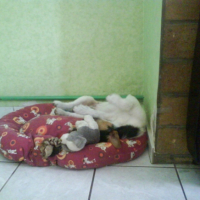 Photo #203665 de Diesel