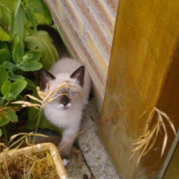 Photo #203683 de Praline