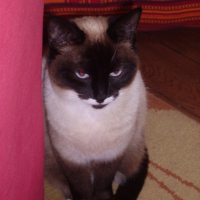 Photo #203685 de Praline