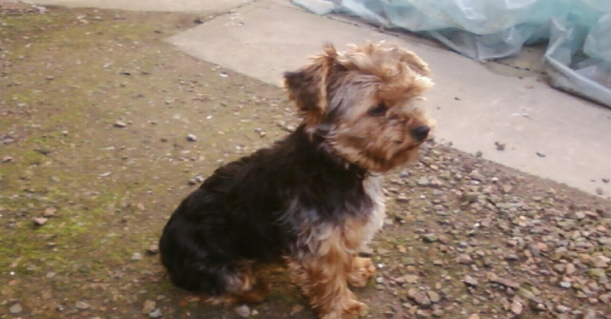 mon caramel Yorkshire Terrier