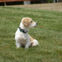 Photo #203712 de Penny