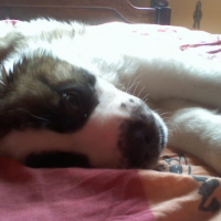 Photo #203713 de Benji