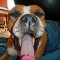 Photo #203727 de Rocco of nice