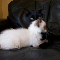 Photo #203741 de Eclipse