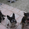 mes copains! Louna et Zen