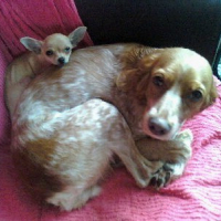 Photo #203834 de Vanille