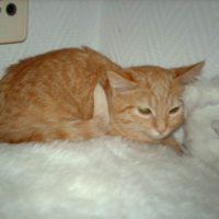 Photo #203868 de Kiwi
