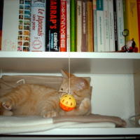 Photo #203871 de Kiwi