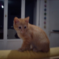 Photo #203873 de Kiwi