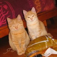 Photo #203875 de Kiwi