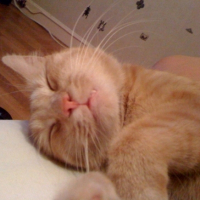 Photo #203877 de Kiwi
