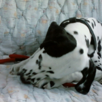 Photo #203939 de Destrella