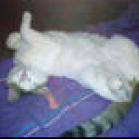 Photo #203955 de Baltazar