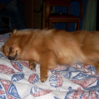Photo #203977 de Nala