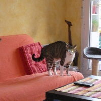 Photo #203988 de Banzaï