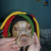 rasta 