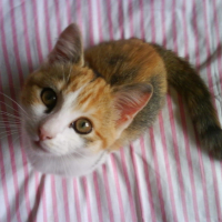 Canelle