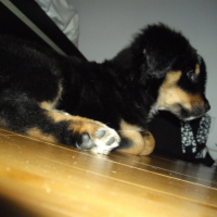 Photo #204034 de Elliot