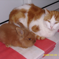 Photo #204047 de Timon