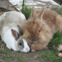Photo #204066 de Noisette