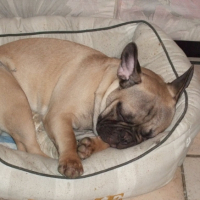 Photo #204068 de Dobby