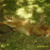 Photo #204069 de Noisette