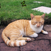Photo #204096 de Tigrou