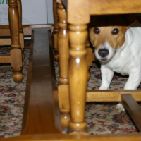Photo #204176 de Alpha