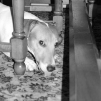 Photo #204177 de Alpha