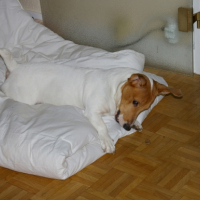Photo #204179 de Alpha