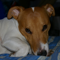 Photo #204182 de Alpha
