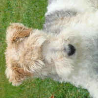 Photo #204232 de Utoo
