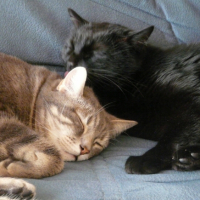 Photo #204266 de Salem