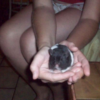 Photo #204343 de Tekiila