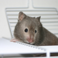 Photo #204348 de Piwi